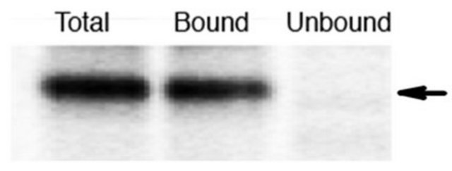 Anti-SR-alpha Antibody serum, from rabbit