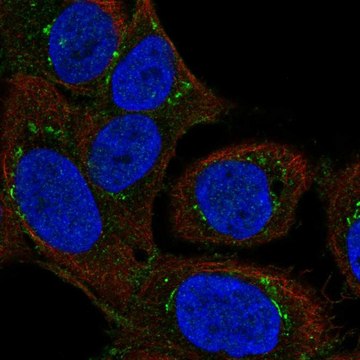 Anti-DAPK2 antibody produced in rabbit Prestige Antibodies&#174; Powered by Atlas Antibodies, affinity isolated antibody