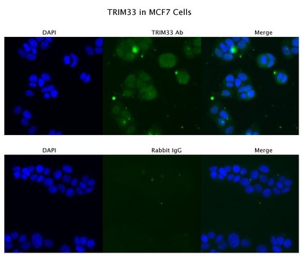 Anti-TRIM33 antibody produced in rabbit affinity isolated antibody