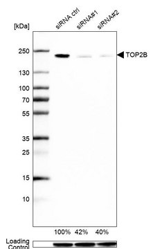 Anti-TOP2B antibody produced in rabbit Prestige Antibodies&#174; Powered by Atlas Antibodies, affinity isolated antibody, buffered aqueous glycerol solution