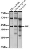 Anti-SAE1 antibody produced in rabbit