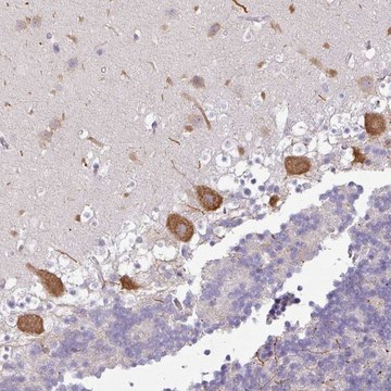 Anti-OR52D1 antibody produced in rabbit Prestige Antibodies&#174; Powered by Atlas Antibodies, affinity isolated antibody, buffered aqueous glycerol solution