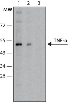 Anti-Tumor Necrosis Factor-&#945; antibody produced in rabbit IgG fraction of antiserum, buffered aqueous solution