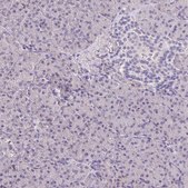 Anti-FILIP1 antibody produced in rabbit Prestige Antibodies® Powered by Atlas Antibodies, affinity isolated antibody, buffered aqueous glycerol solution