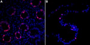 抗-Ki67抗体，克隆1O15，ZooMAb®兔单克隆抗体 recombinant, expressed in HEK 293 cells