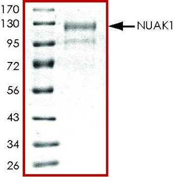 NUAK1, active, GST tagged human PRECISIO&#174; Kinase, recombinant, expressed in baculovirus infected Sf9 cells, &#8805;70% (SDS-PAGE), buffered aqueous glycerol solution