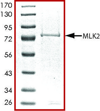 MLK2 (1-446), active, GST tagged human PRECISIO&#174; Kinase, recombinant, expressed in baculovirus infected Sf9 cells, &#8805;70% (SDS-PAGE), buffered aqueous glycerol solution