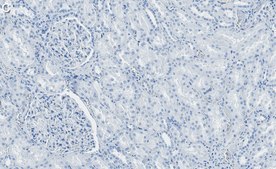 Anti-Cathepsin B Antibody, clone 1G7 ZooMAb® Rabbit Monoclonal recombinant, expressed in HEK 293 cells