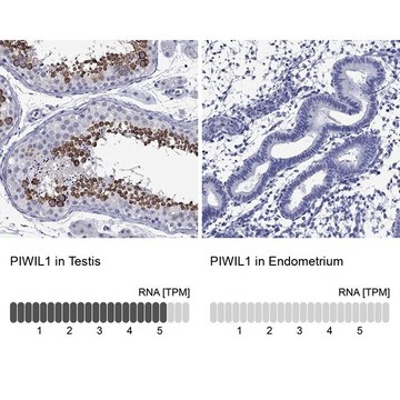 Anti-PIWIL1 antibody produced in rabbit Prestige Antibodies&#174; Powered by Atlas Antibodies, affinity isolated antibody, buffered aqueous glycerol solution