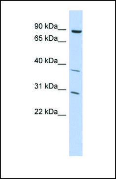 Anti-KLHL5 antibody produced in rabbit affinity isolated antibody