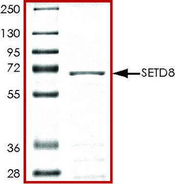 SETD8, GST tagged human recombinant, expressed in baculovirus infected Sf9 cells, &#8805;70% (SDS-PAGE), buffered aqueous glycerol solution