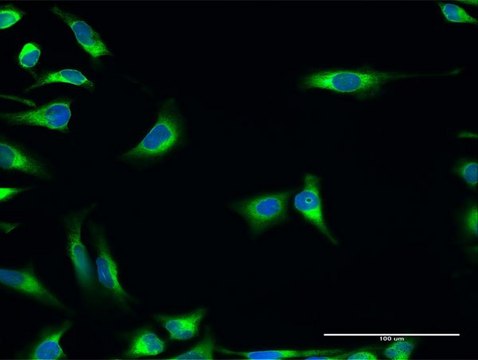 Anti-PDIA3 antibody produced in rabbit purified immunoglobulin, buffered aqueous solution