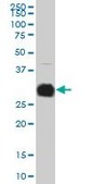 Monoclonal Anti-KLK10, (C-terminal) antibody produced in mouse clone 1G8, ascites fluid
