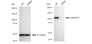 KD-Validated Anti ARHGEF2 Antibody, clone 23GB3675, Rabbit Monoclonal clone 23GB3675, recombinant rabbit monoclonal, expressed in HEK293 cells