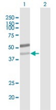 Anti-B3GN-T6 antibody produced in mouse purified immunoglobulin, buffered aqueous solution