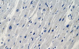 Anti-Mitofilin Antibody, clone 1G19 ZooMAb® Rabbit Monoclonal recombinant, expressed in HEK 293 cells