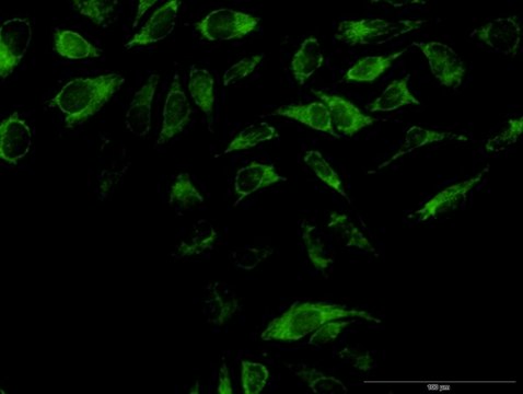 Anti-OXA1L antibody produced in mouse purified immunoglobulin, buffered aqueous solution