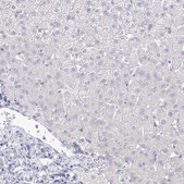 Anti-VSIG1 antibody produced in rabbit Prestige Antibodies® Powered by Atlas Antibodies, affinity isolated antibody, buffered aqueous glycerol solution