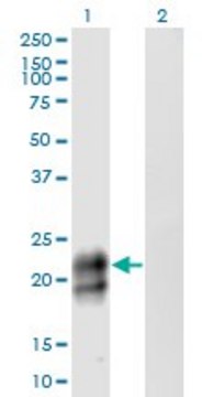 Monoclonal Anti-TNFRSF17 antibody produced in mouse clone 3H6, purified immunoglobulin, buffered aqueous solution