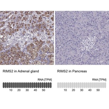 Anti-RIMS2 antibody produced in rabbit Prestige Antibodies&#174; Powered by Atlas Antibodies, affinity isolated antibody