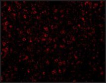 Anti-CCR3 antibody produced in rabbit affinity isolated antibody, buffered aqueous solution