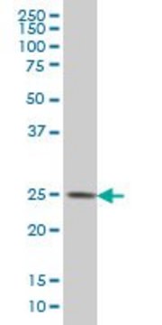 Monoclonal Anti-CMTM4 antibody produced in mouse clone 6G4, purified immunoglobulin, buffered aqueous solution