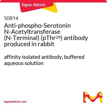 Anti-phospho-Serotonin N-Acetyltransferase (N-Terminal) (pThr29) antibody produced in rabbit affinity isolated antibody, buffered aqueous solution