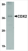 Anti-CDX2 antibody produced in rabbit affinity isolated antibody, buffered aqueous solution
