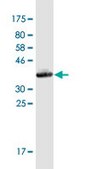Monoclonal Anti-SEC24A antibody produced in mouse clone 4D9, purified immunoglobulin, buffered aqueous solution