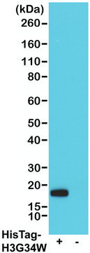 抗His-Tag嵌合抗体，人，单克隆 recombinant, expressed in HEK 293 cells, clone RMH01, purified immunoglobulin