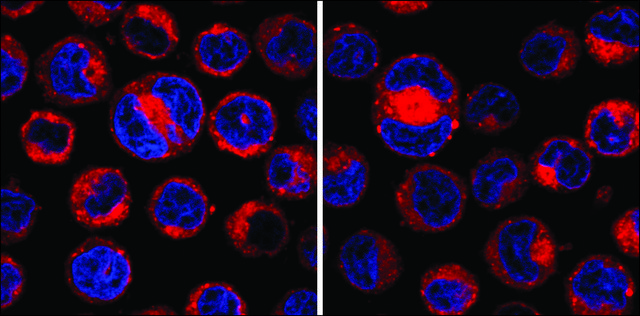 CellVue&#174; Claret Far Red Fluorescent Cell Linker Midi Kit for General Membrane Labeling Distributed for Phanos Technologies