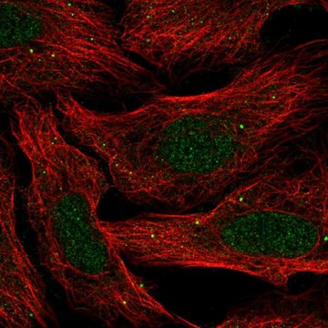 Anti-SLC30A3 antibody produced in rabbit Prestige Antibodies&#174; Powered by Atlas Antibodies, affinity isolated antibody