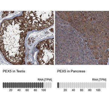 Anti-PEX5 antibody produced in rabbit Prestige Antibodies® Powered by Atlas Antibodies, affinity isolated antibody, buffered aqueous glycerol solution