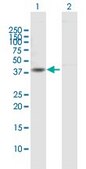 Anti-DTNA antibody produced in mouse purified immunoglobulin, buffered aqueous solution