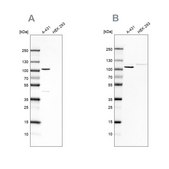 Anti-CTNND1 antibody produced in rabbit Prestige Antibodies® Powered by Atlas Antibodies, affinity isolated antibody, buffered aqueous glycerol solution
