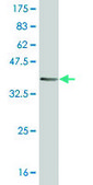 Monoclonal Anti-HRSP12 antibody produced in mouse clone 2B8, purified immunoglobulin, buffered aqueous solution