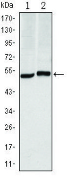 Monoclonal Anti-CA9 antibody produced in mouse clone 2D3, ascites fluid