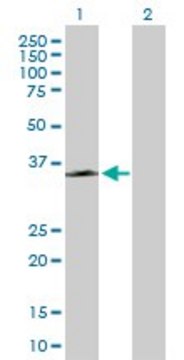 Anti-GPR109B antibody produced in mouse purified immunoglobulin, buffered aqueous solution