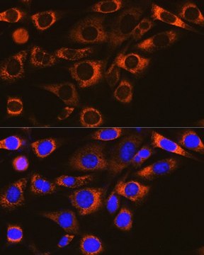 Anti-FAAH1 antibody produced in rabbit