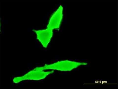 Monoclonal Anti-CNR2 antibody produced in mouse clone 3C7, purified immunoglobulin, buffered aqueous solution