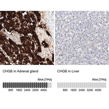 Monoclonal Anti-CHGB antibody produced in mouse Prestige Antibodies&#174; Powered by Atlas Antibodies, clone CL11404, purified immunoglobulin, buffered aqueous glycerol solution