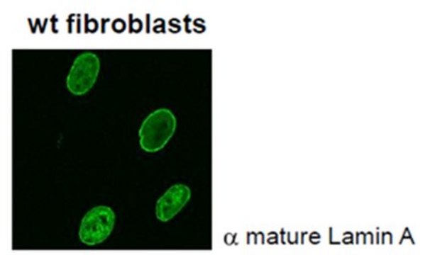 Anti-Lamin A (mature) Antibody, clone 4A4-A4 clone 4A4-A4, from mouse