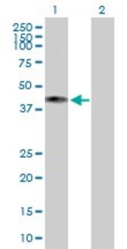 Anti-COX10 antibody produced in mouse purified immunoglobulin, buffered aqueous solution