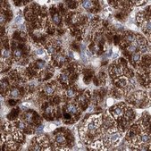 Anti-CLPB antibody produced in rabbit Prestige Antibodies® Powered by Atlas Antibodies, affinity isolated antibody, buffered aqueous glycerol solution