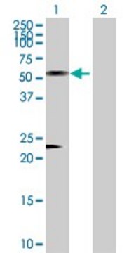 Anti-AZIN1 antibody produced in rabbit purified immunoglobulin, buffered aqueous solution