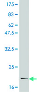 Monoclonal Anti-IL6 antibody produced in mouse clone 3E4, purified immunoglobulin, buffered aqueous solution