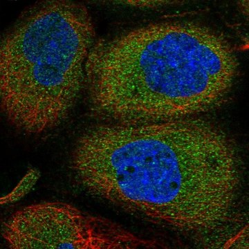 Anti-ANKMY2 antibody produced in rabbit Prestige Antibodies&#174; Powered by Atlas Antibodies, affinity isolated antibody, buffered aqueous glycerol solution