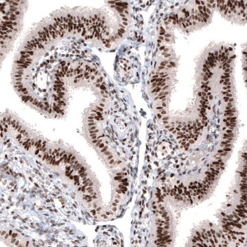 Monoclonal Anti-ARID1A antibody produced in mouse Prestige Antibodies&#174; Powered by Atlas Antibodies, clone CL3595, purified immunoglobulin, buffered aqueous glycerol solution