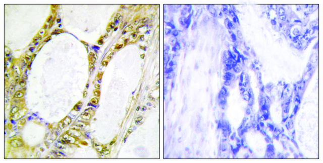 Anti-IRF2 antibody produced in rabbit affinity isolated antibody