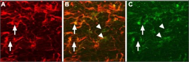 Anti-Pro-NGF antibody produced in rabbit affinity isolated antibody, lyophilized powder